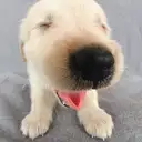 ゴールデンレトリバー
GOLDEN RETRIEVER1