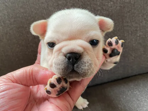 フレンチ・ブルドッグのサムネイル画像3