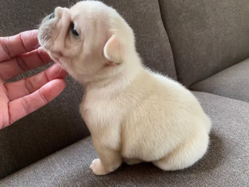 フレンチ・ブルドッグのサムネイル画像5