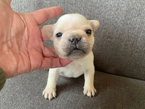 フレンチ・ブルドッグの子犬販売
