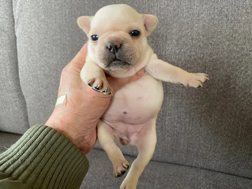 フレンチ・ブルドッグのサムネイル画像3