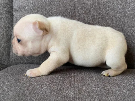 フレンチ・ブルドッグのサムネイル画像6