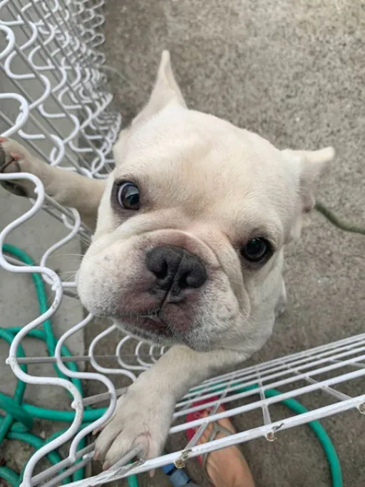 フレンチ・ブルドッグのサムネイル画像2