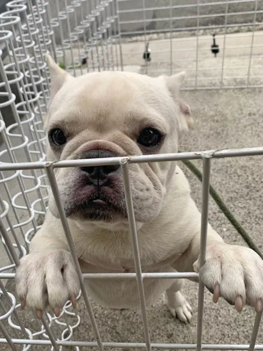 フレンチ・ブルドッグのサムネイル画像3