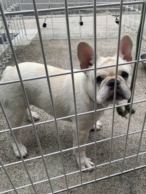 フレンチ・ブルドッグのサムネイル画像4