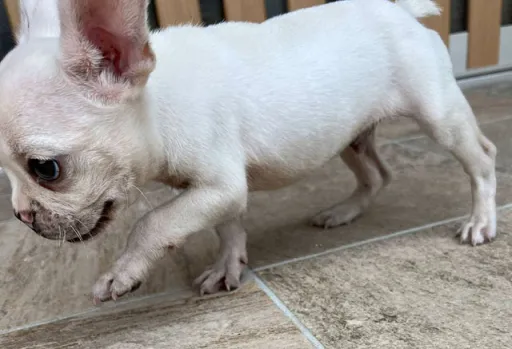 フレンチ・ブルドッグの子犬販売