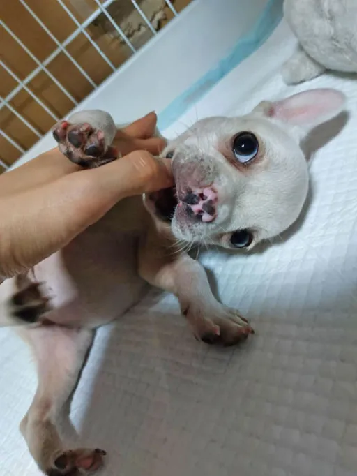 フレンチ・ブルドッグの子犬販売