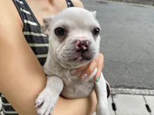 フレンチ・ブルドッグ