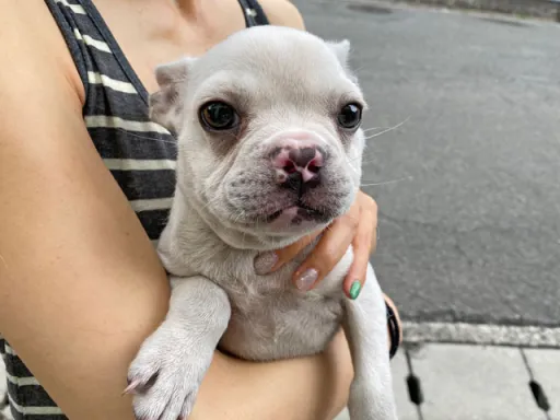 フレンチ・ブルドッグのサムネイル画像1