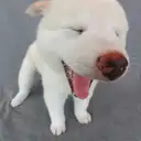 白柴3「あちゃあ」
WHITESHIBA3