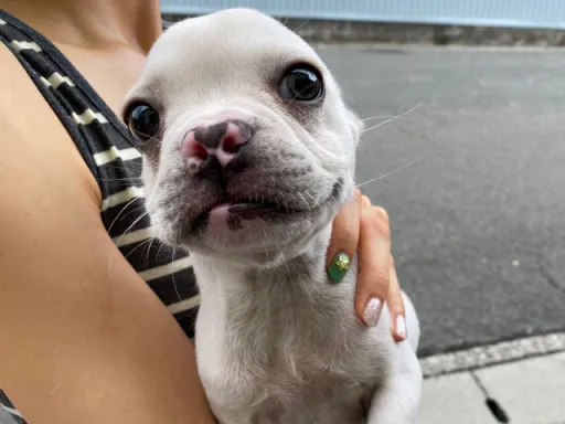 フレンチ・ブルドッグのサムネイル画像3