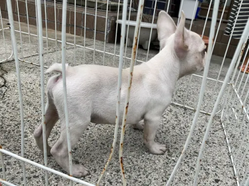 フレンチ・ブルドッグのサムネイル画像5