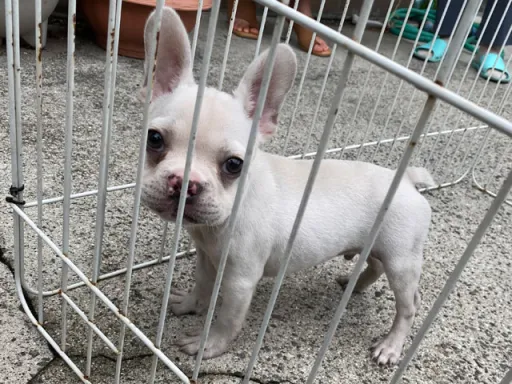 フレンチ・ブルドッグのサムネイル画像6