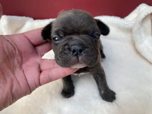 フレンチ・ブルドッグの子犬販売