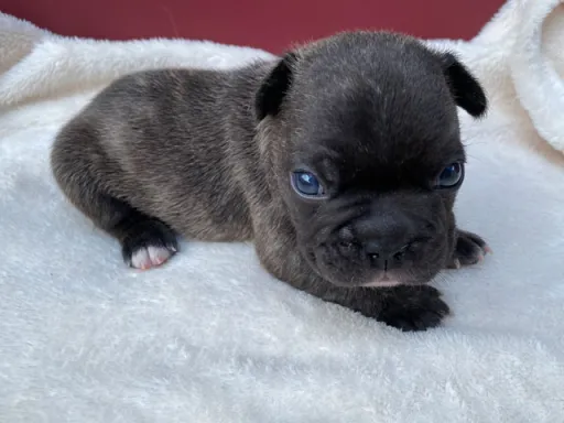 フレンチ・ブルドッグのサムネイル画像2