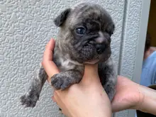 フレンチ・ブルドッグ