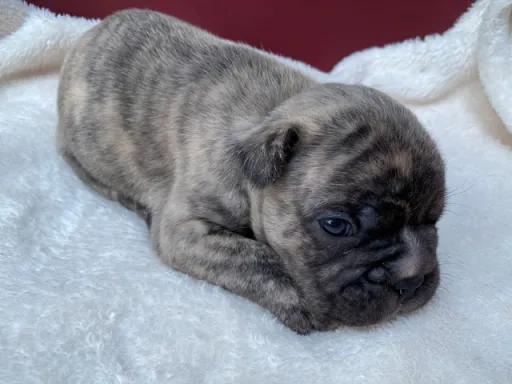 フレンチ・ブルドッグのサムネイル画像3