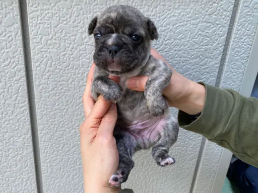 フレンチ・ブルドッグのサムネイル画像5