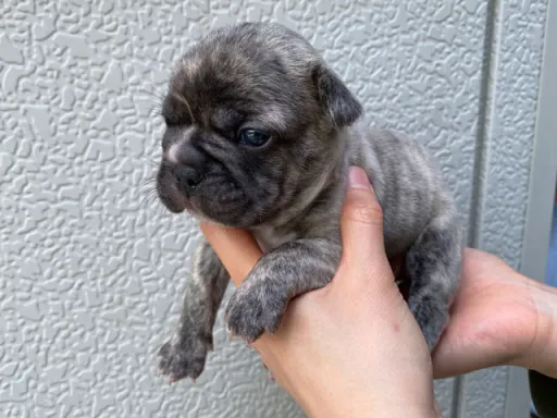 フレンチ・ブルドッグのサムネイル画像6
