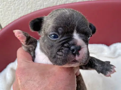 フレンチ・ブルドッグの子犬販売