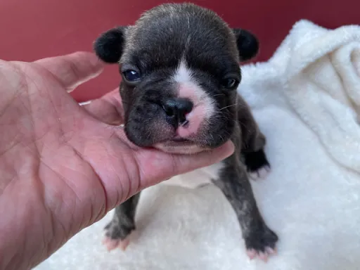 フレンチ・ブルドッグのサムネイル画像2