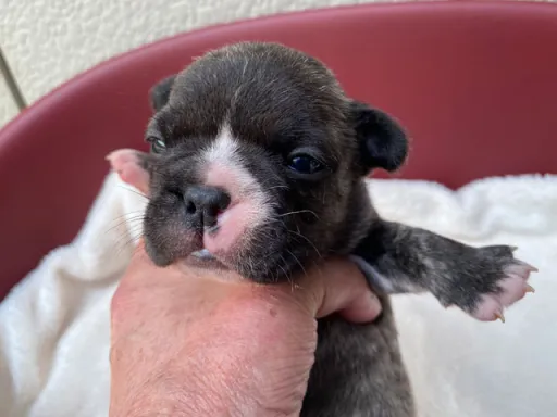 フレンチ・ブルドッグのサムネイル画像4