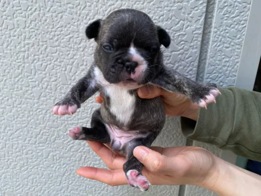 フレンチ・ブルドッグのサムネイル画像5