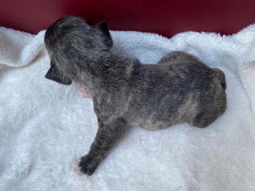 フレンチ・ブルドッグのサムネイル画像6