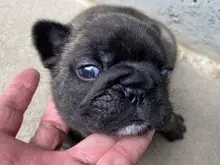 フレンチ・ブルドッグ