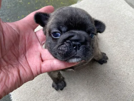 フレンチ・ブルドッグのサムネイル画像2