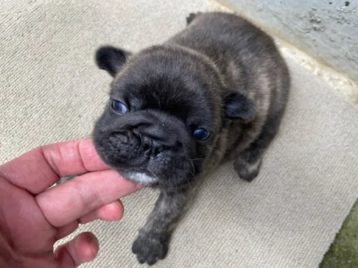 フレンチ・ブルドッグのサムネイル画像3