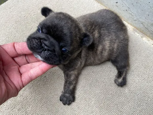 フレンチ・ブルドッグのサムネイル画像4