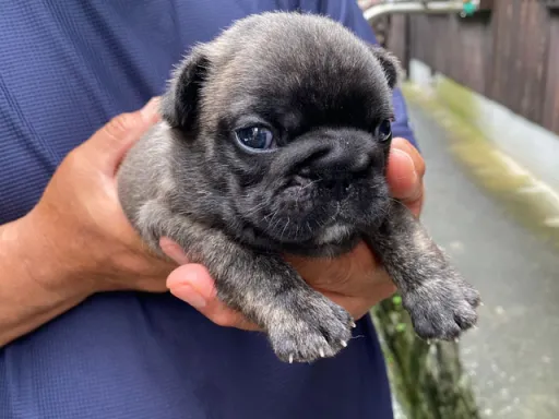 フレンチ・ブルドッグのサムネイル画像6