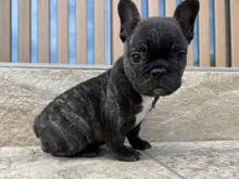 フレンチ・ブルドッグ