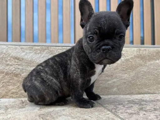 フレンチ・ブルドッグの子犬販売
