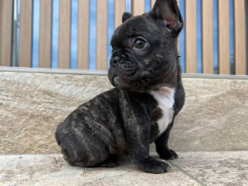 フレンチ・ブルドッグのサムネイル画像2