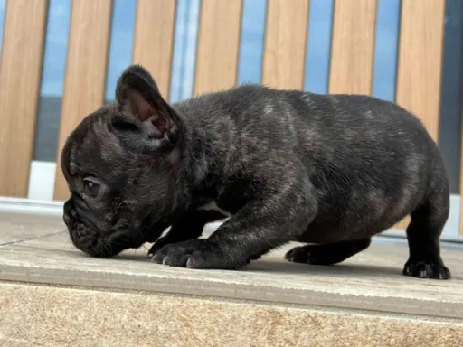 フレンチ・ブルドッグのサムネイル画像3