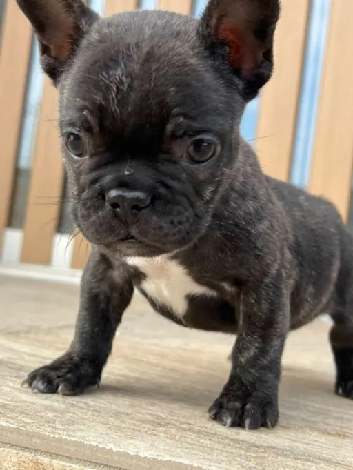 フレンチ・ブルドッグのサムネイル画像4