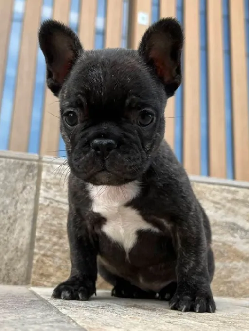 フレンチ・ブルドッグのサムネイル画像5