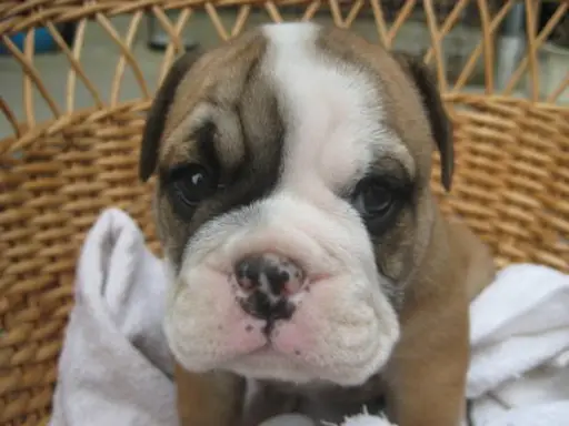 ブルドッグの子犬販売