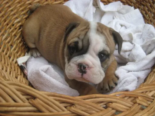 ブルドッグのサムネイル画像3