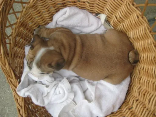 ブルドッグのサムネイル画像4