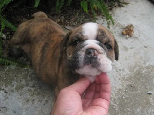 ブルドッグのサムネイル画像2