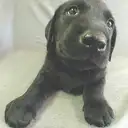 黒ラブ2
LABRADOR RETRIEVER2