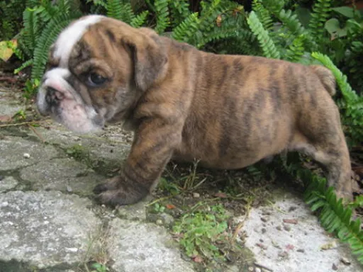 ブルドッグのサムネイル画像4