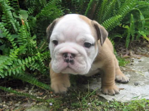 ブルドッグのサムネイル画像3