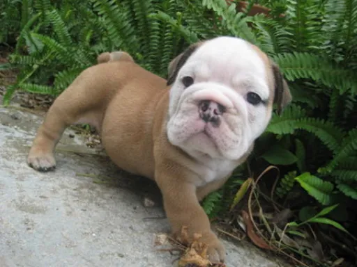 ブルドッグのサムネイル画像4