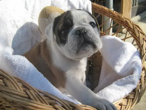 ブルドッグの子犬販売