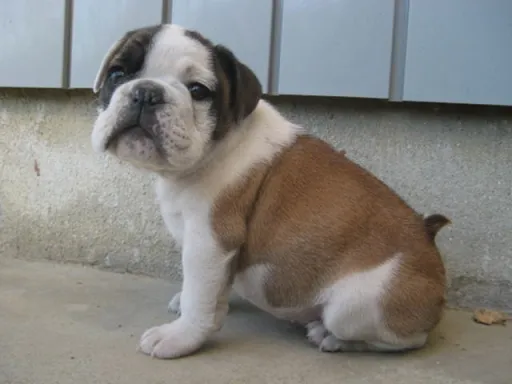 ブルドッグのサムネイル画像2