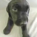 ラブラドールレトリバー
LABRADOR RETRIEVER